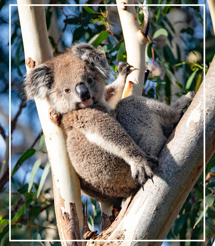 Vorschau Reise Australien-outline