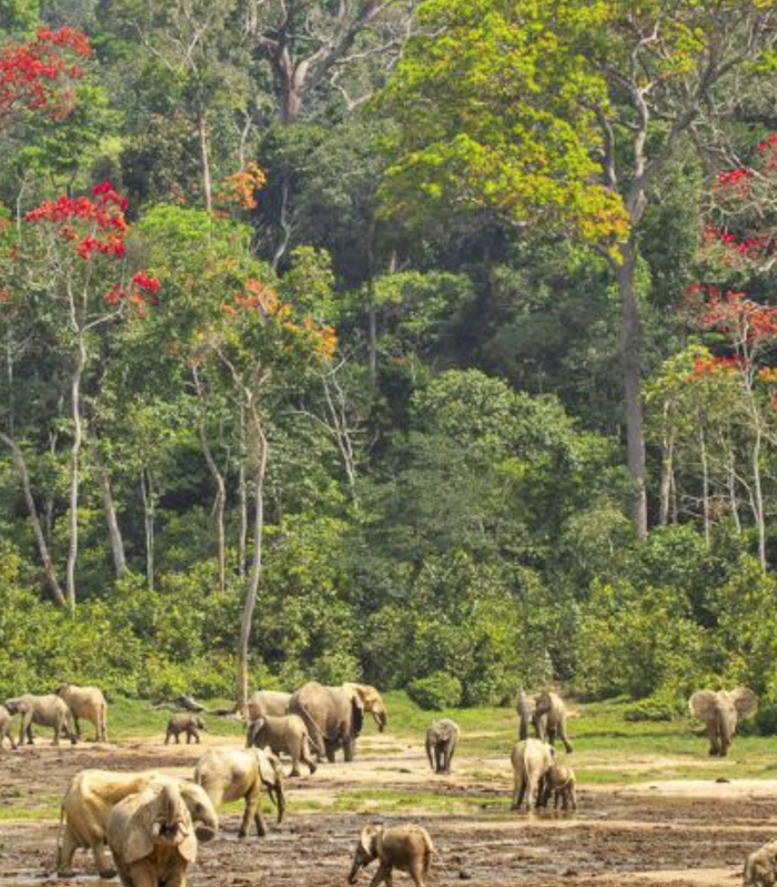 Kongo Aktuelle Reisen bild1