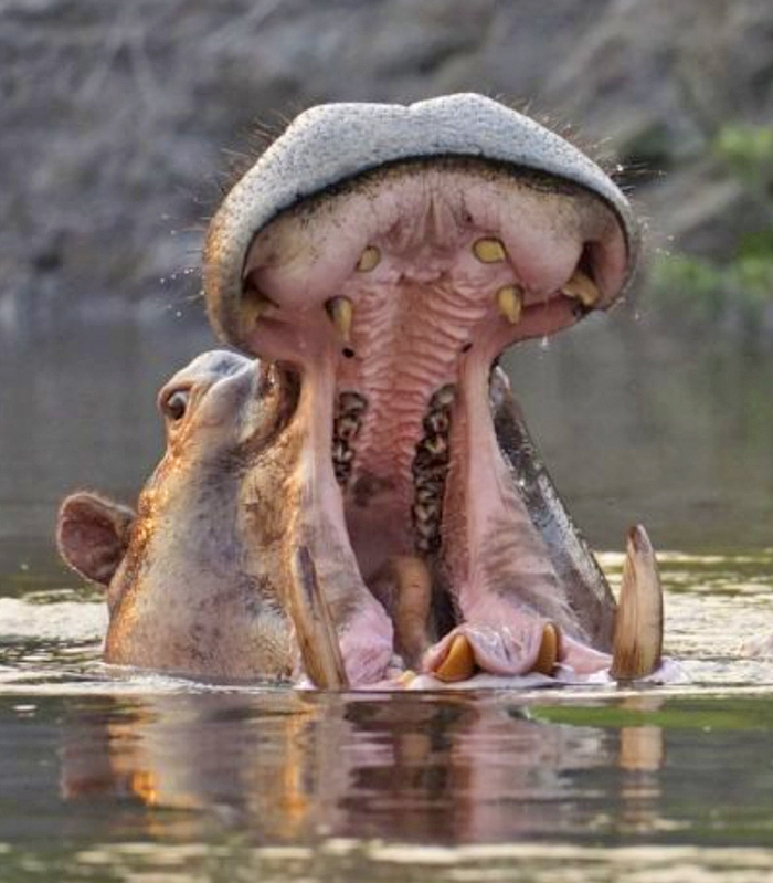 Kongo Aktuelle Reisen bild2