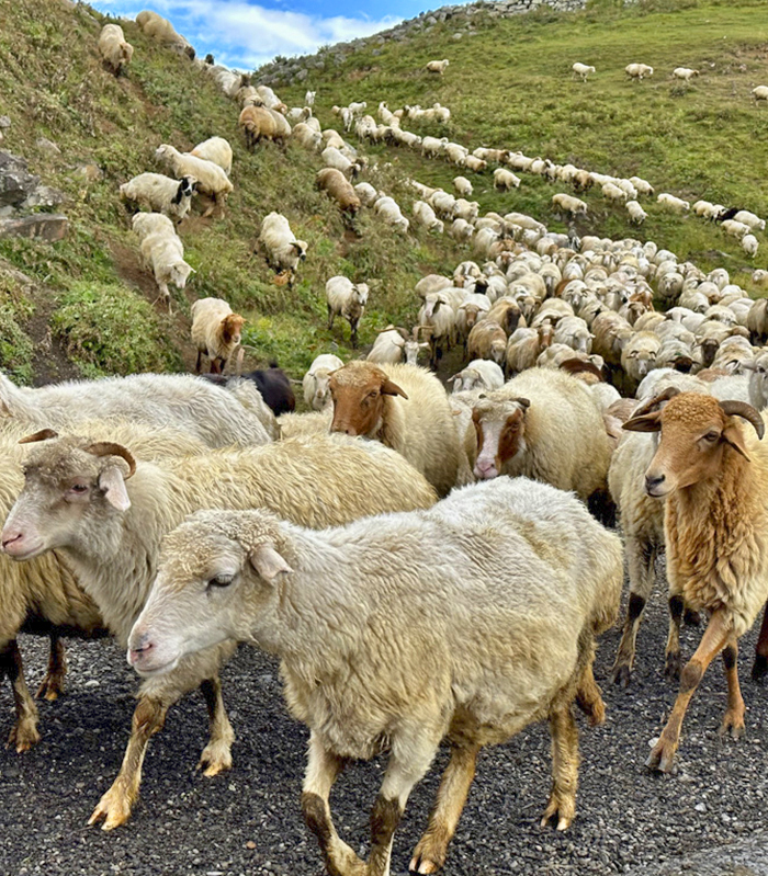 georgien Aktuelle Reisen bild3