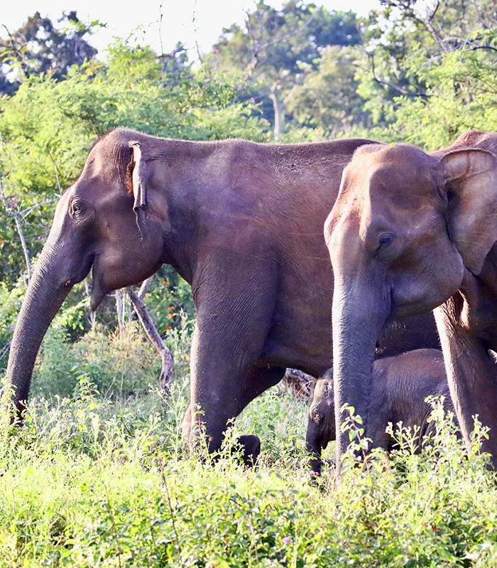 Vorschau Reisen suedindien bild3