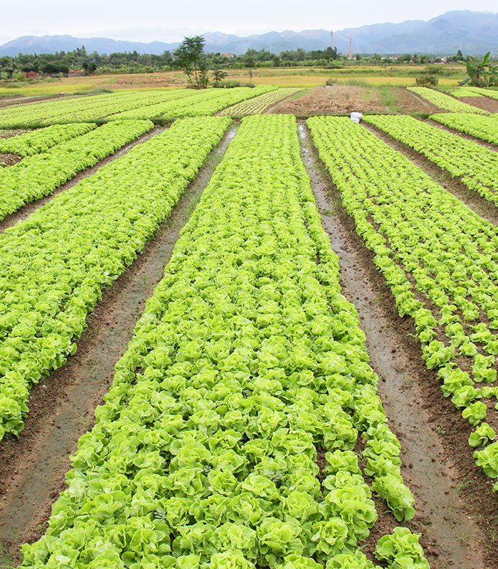 Vietnam Aktuelle Reisen Vorschau2027 bild1
