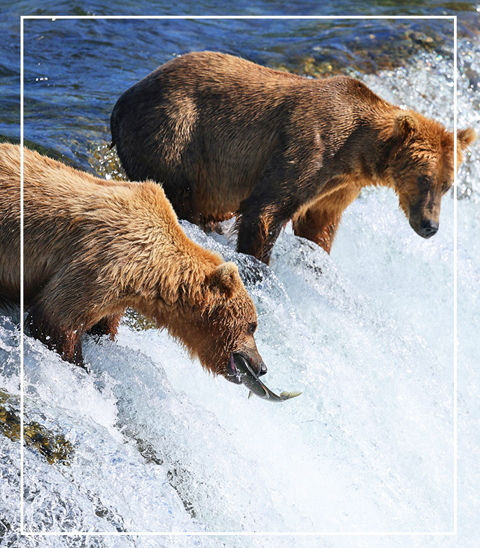 Arche Noah Expeditionen Alaska-outline