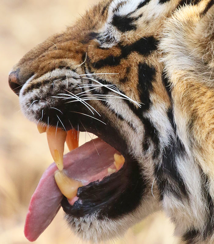 Arche Noah Expeditionen Dschungelbuch bild3