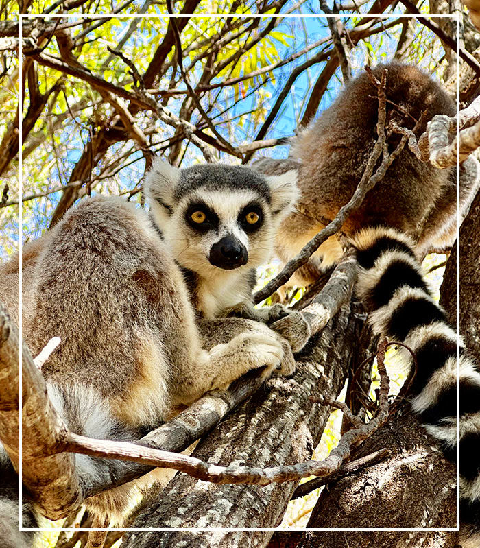 Arche Noah Expeditionen Madagaskar-outline