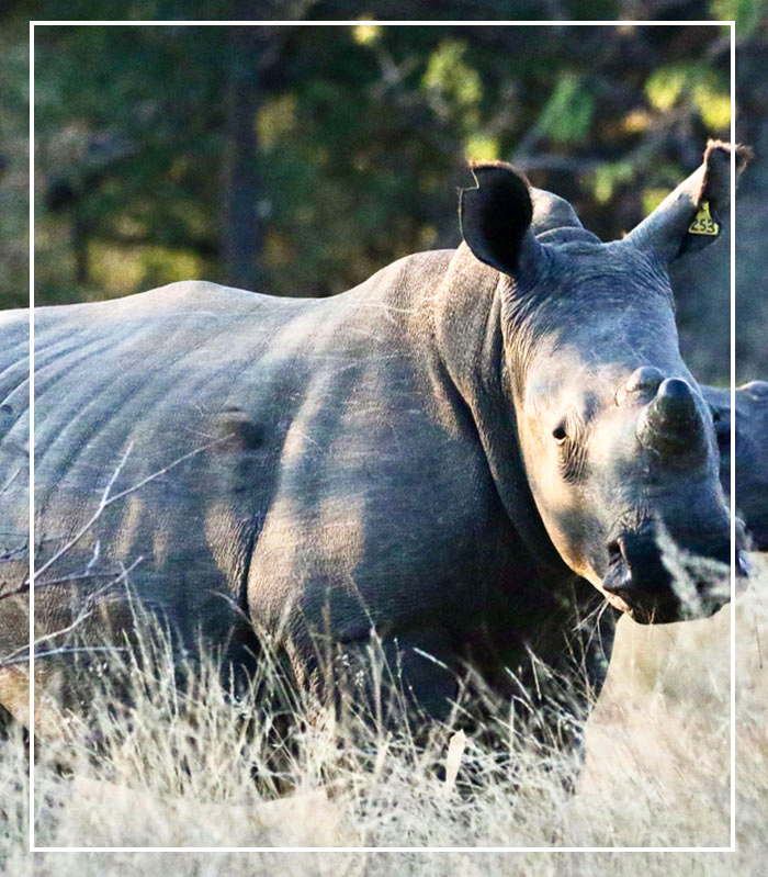 Arche Noah Expeditionen sambia-simbabwe-outline