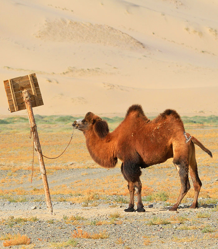 Asien mongolei Reisen bild3