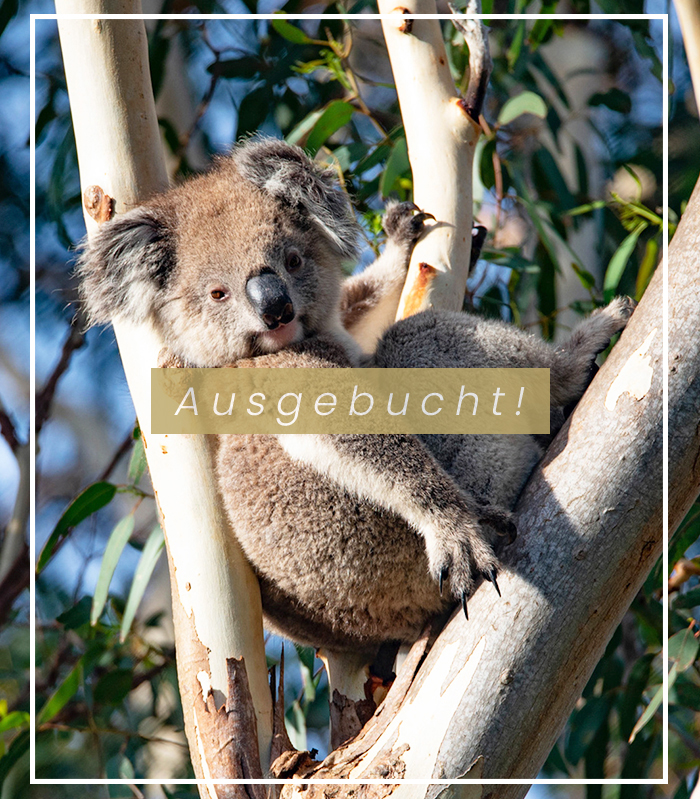 Vorschau Australien und Luxusreisen Kreuzflüge Reisediwan