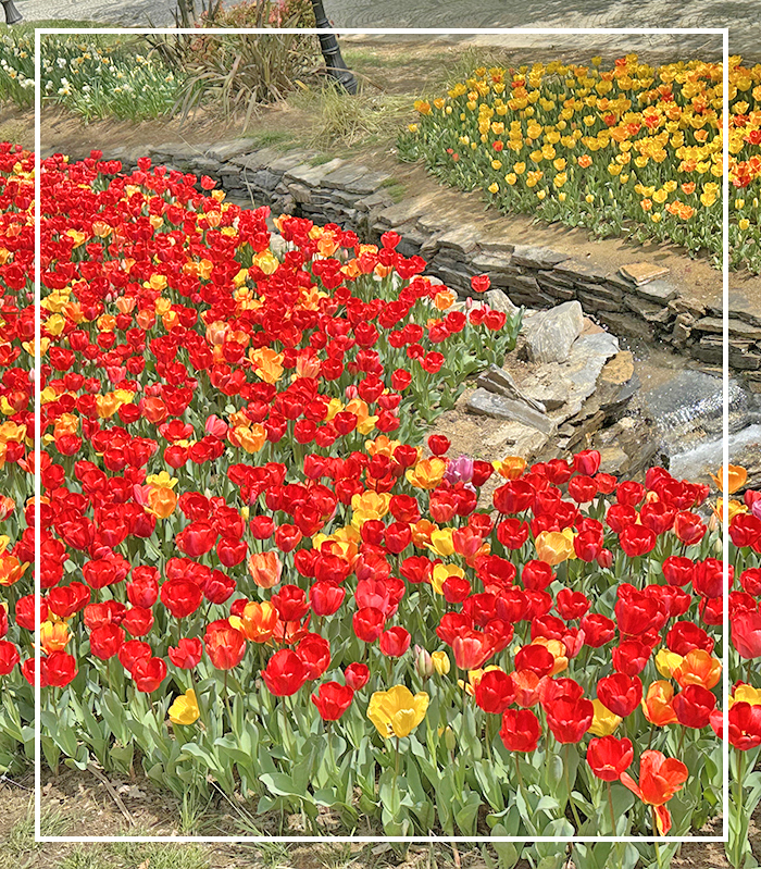 Vorschau Istanbul Tulpenfest Luxusreisen Kreuzflüge Reisediwan