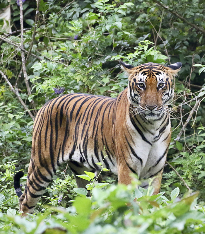 indischer-subkontinent-sued-indien bild3