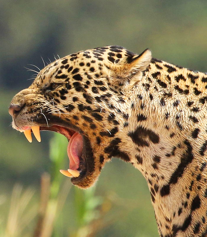 nord-suedamerika-brasilien-pantanal bild3