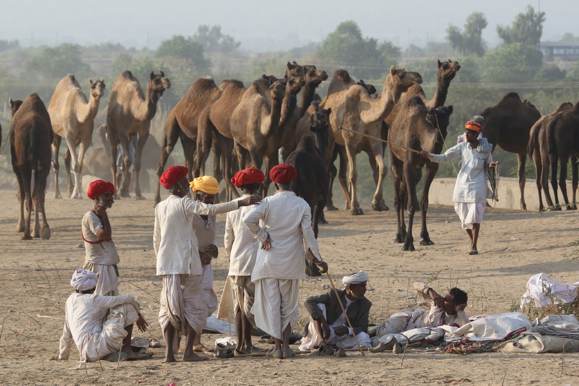 Kamelmarkt i Pushkar