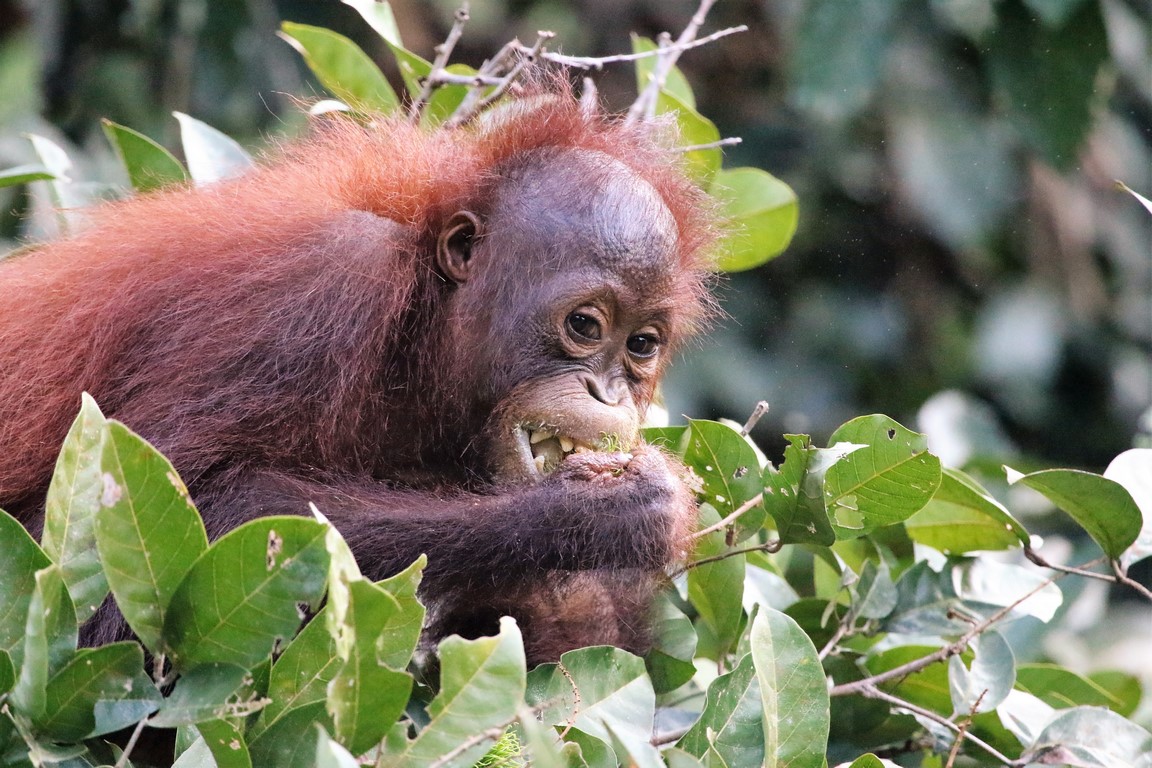 Baby Orang Utan auf dem Rambutanbaum