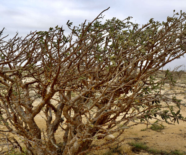 27 Boswelia sacra, der Weihrauchbaum