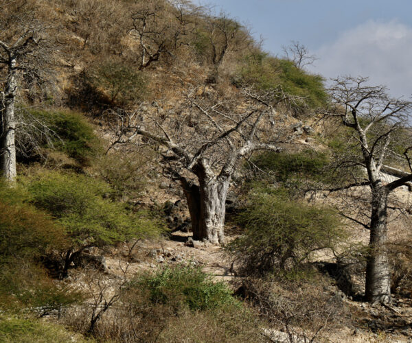 40 Baobab Bäume
