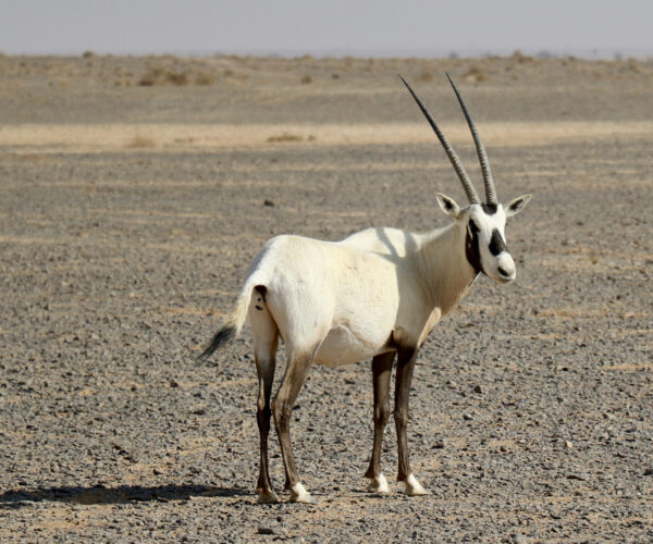 80 Unser erster Oryx