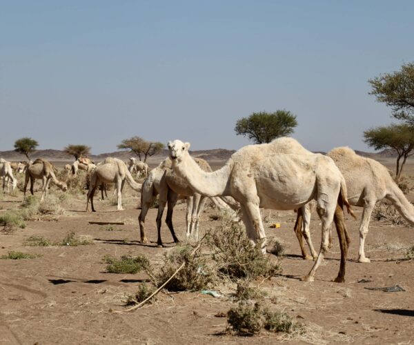 228 Weiße Kamele, der Stolz Arabiens